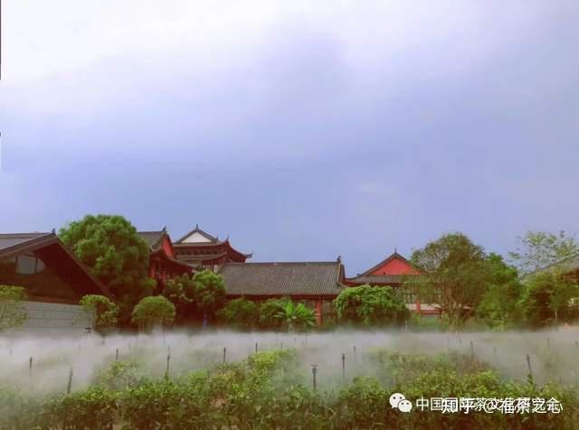 茶叶历史发展篇_茶叶历史发展史_茶叶的发展历史
