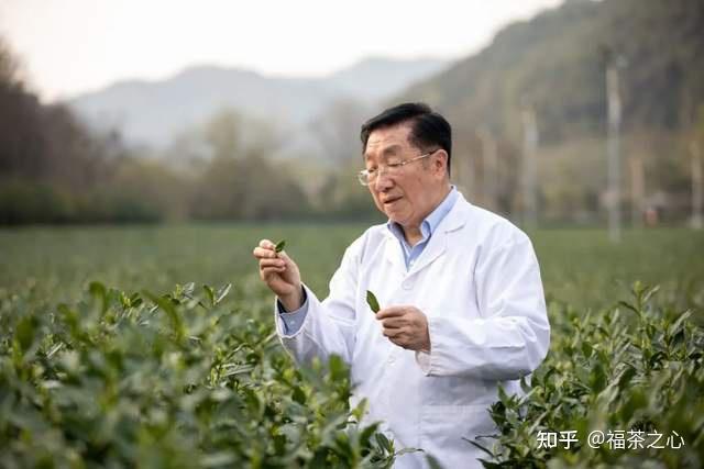茶叶的发展历史_茶叶历史发展篇_茶叶历史发展史