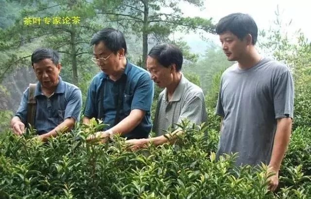 茶叶历史发展图片_茶叶的发展历史_茶叶历史发展历程