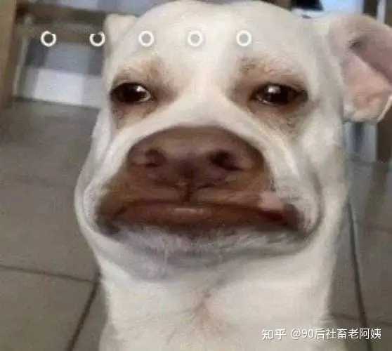 社会专业服务组织_社会服务专业_社会服务专业