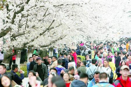 樱花历史简介_樱花历史_樱花历史故事