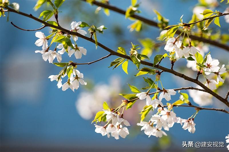 樱花历史简介_樱花历史典故_樱花历史