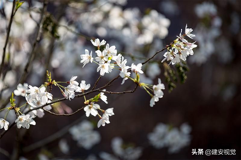 樱花历史_樱花历史简介_樱花历史典故