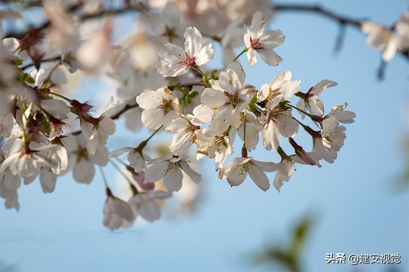 樱花历史典故_樱花历史简介_樱花历史