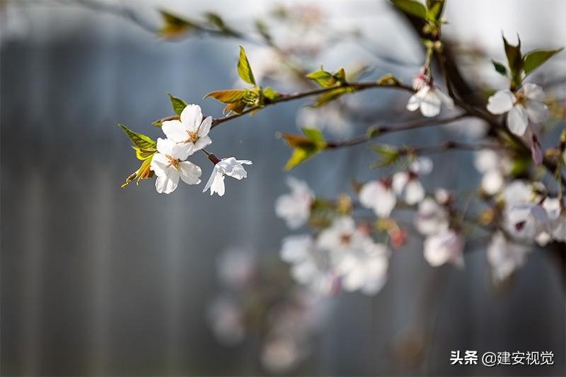 樱花历史_樱花历史典故_樱花历史简介