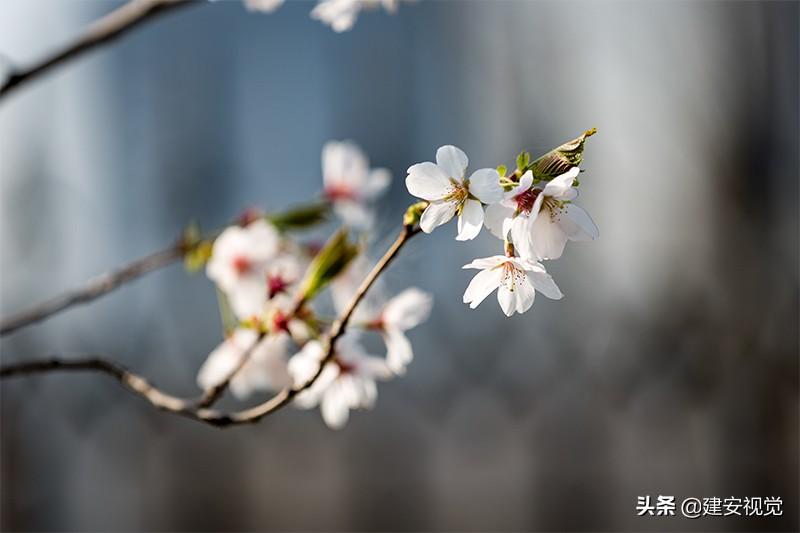 樱花历史简介_樱花历史典故_樱花历史