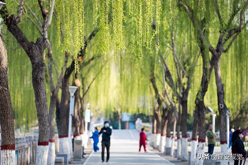 樱花历史简介_樱花历史典故_樱花历史