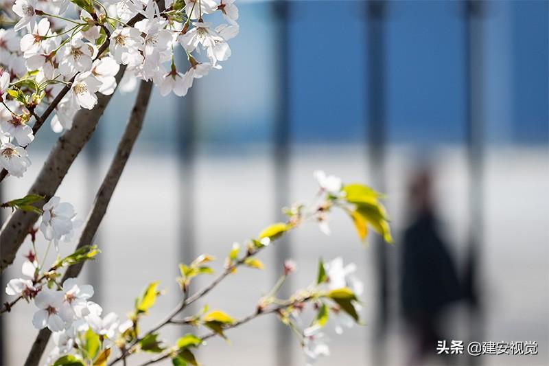 樱花历史简介_樱花历史_樱花历史典故