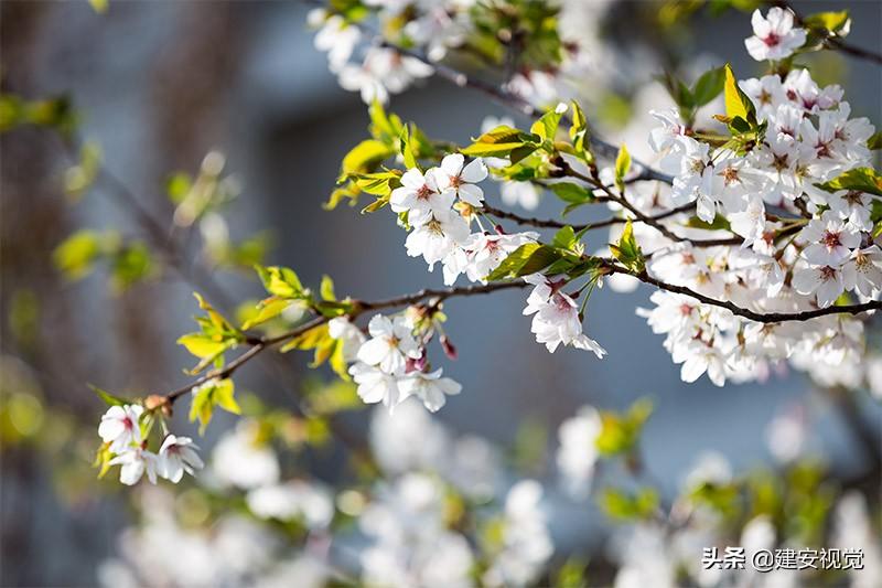 樱花历史典故_樱花历史简介_樱花历史