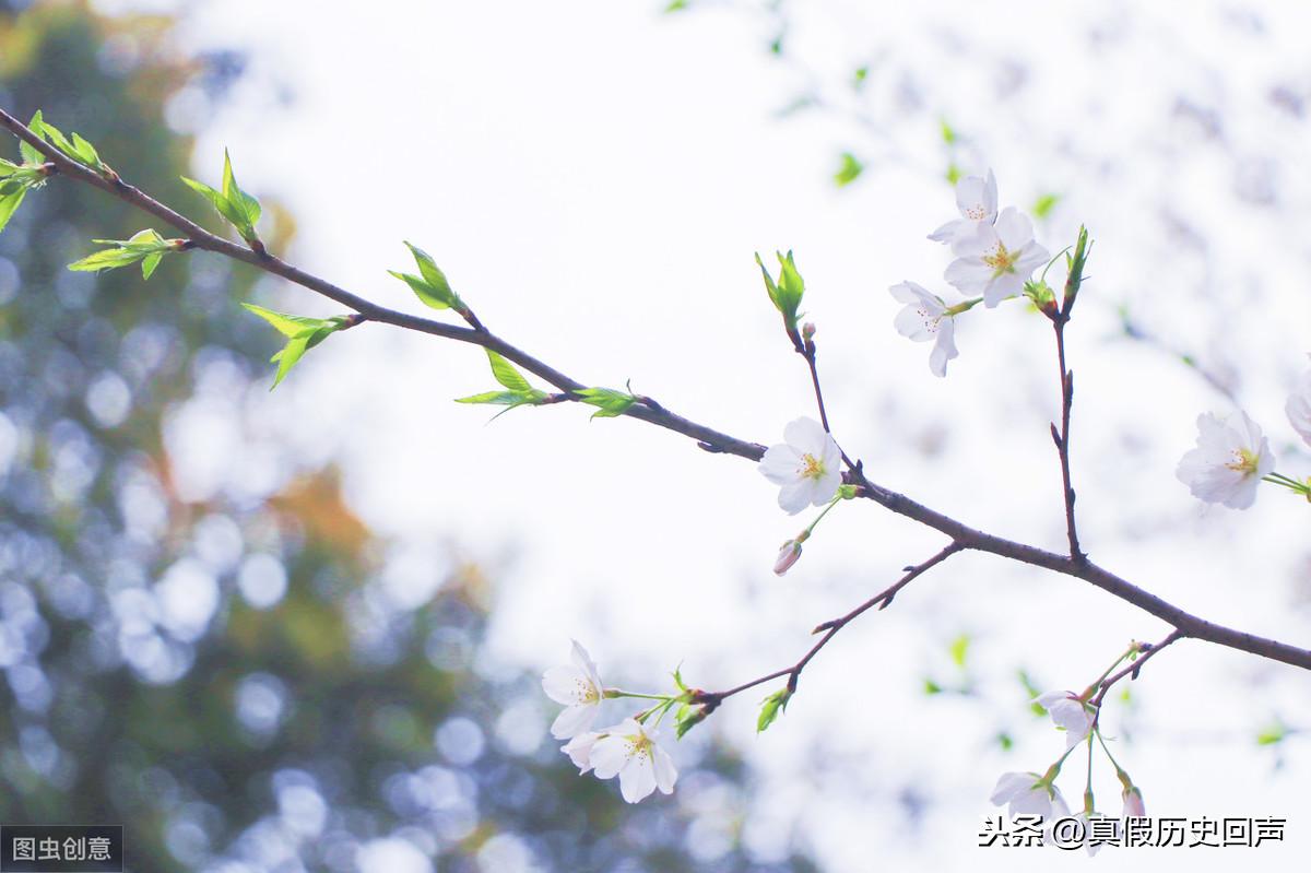 樱花历史_樱花历史故事_樱花历史文化