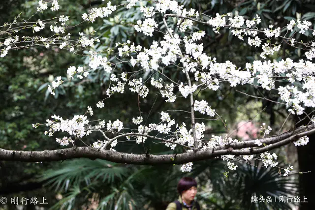 樱花历史_樱花历史来源_樱花历史典故