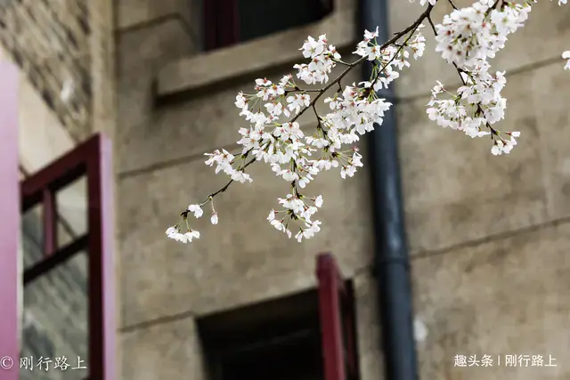 樱花历史来源_樱花历史_樱花历史典故