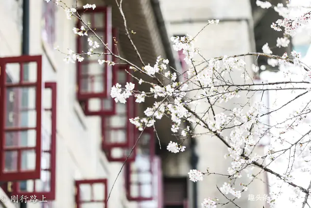 樱花历史来源_樱花历史典故_樱花历史