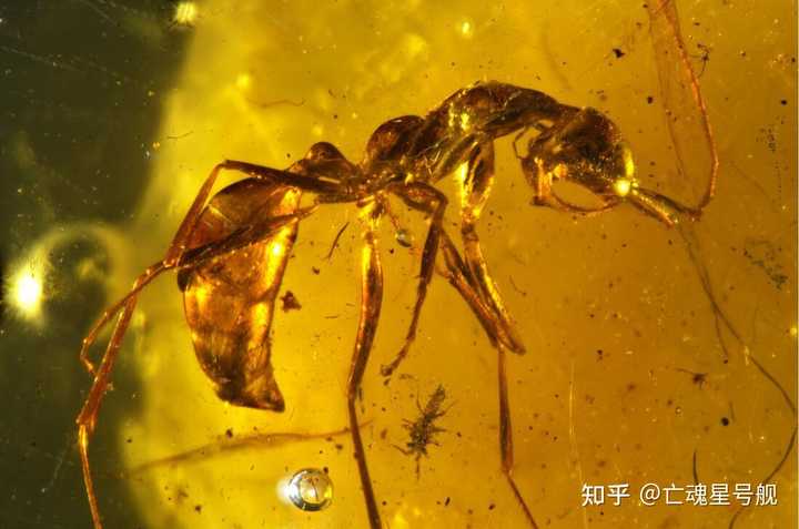 蜜蜂的社会性_蜜蜂的社会行为_蜜蜂行为研究
