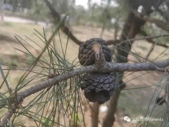 探索自然奥秘_与儿童一起探索自然_自然探索