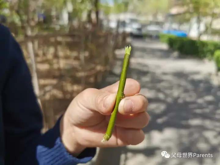 与儿童一起探索自然_自然探索_探索自然奥秘