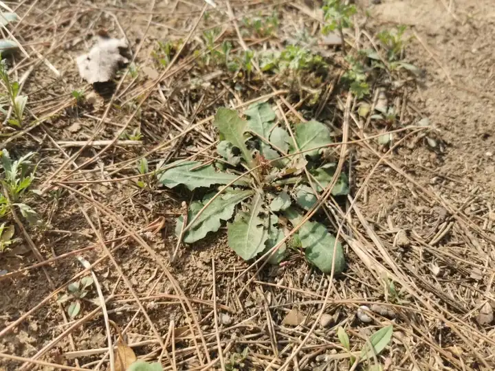 探索自然奥秘_与儿童一起探索自然_自然探索