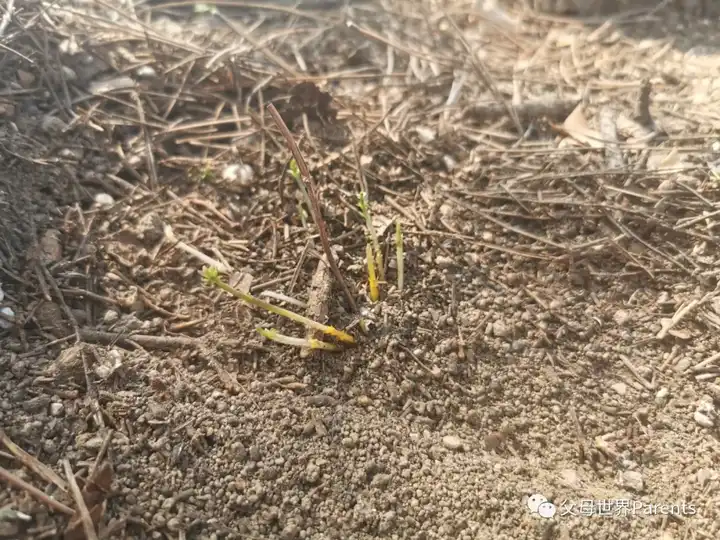 探索自然奥秘_自然探索_与儿童一起探索自然