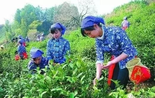 祁门红茶历史_祁门红茶鼻祖_祁门红茶的历史发展