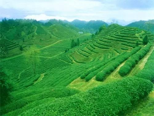 祁门红茶鼻祖_祁门红茶的历史发展_祁门红茶历史