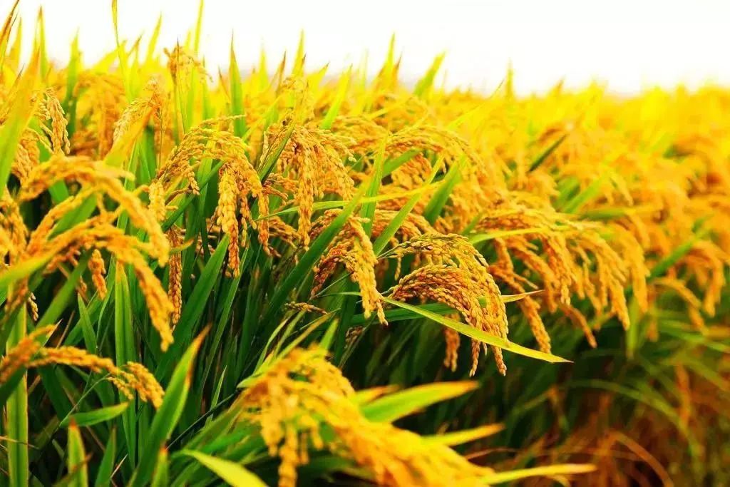 水稻种植历史_东南亚水稻种植历史_四川水稻种植历史