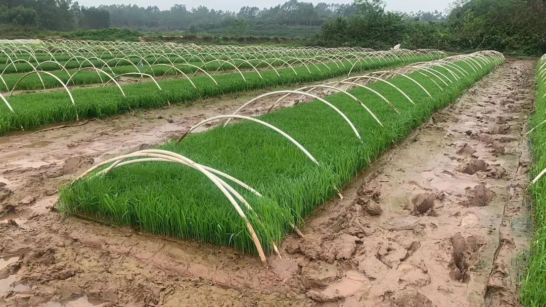 水稻种植历史_广西水稻种植历史_东南亚水稻种植历史