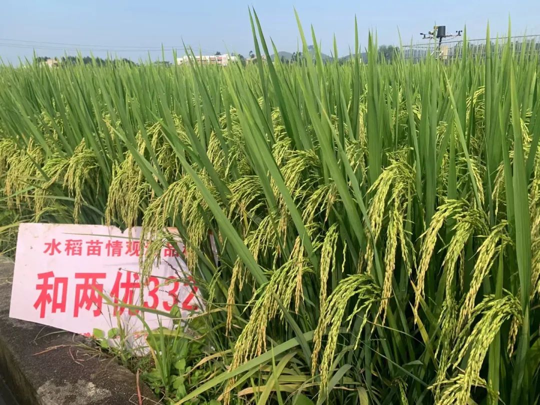 水稻种植历史_东南亚水稻种植历史_广西水稻种植历史