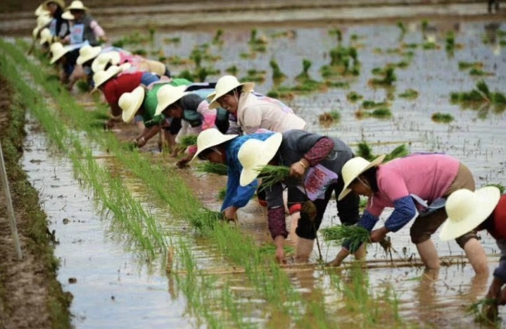 水稻种植历史_广西水稻种植历史_中国水稻种植历史