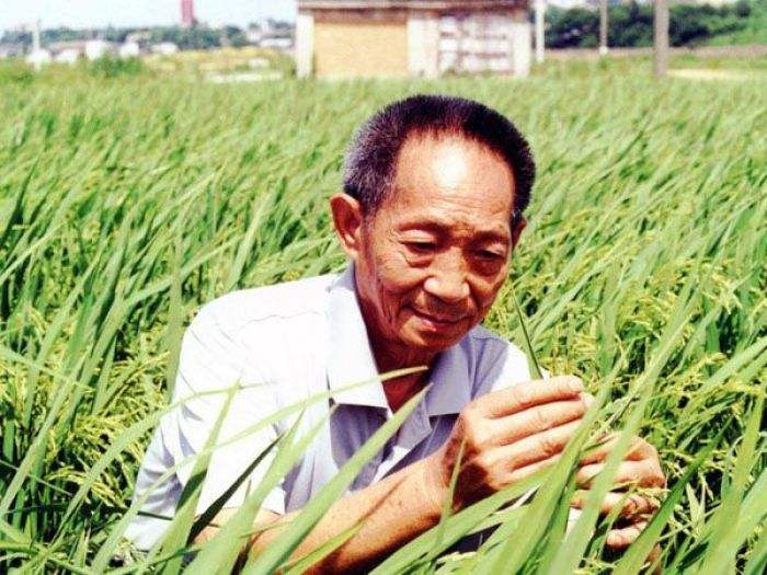 四川水稻种植历史_水稻种植历史_东南亚水稻种植历史