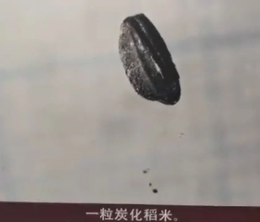 四川水稻种植历史_东南亚水稻种植历史_水稻种植历史