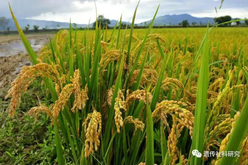 水稻种植历史_东北水稻种植历史_四川水稻种植历史