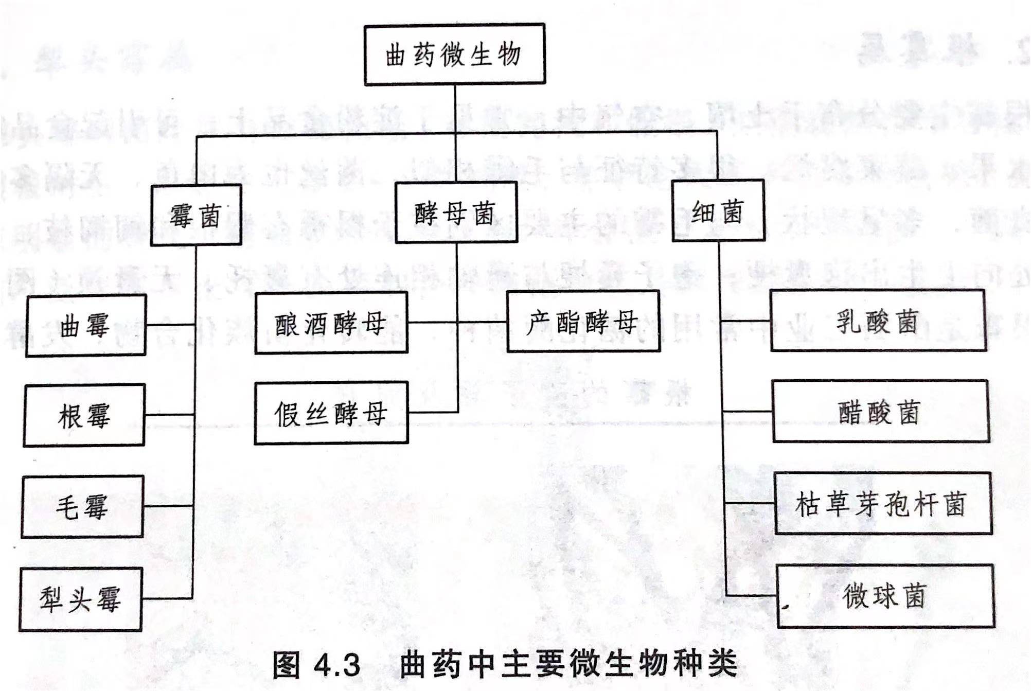 白酒历史酿造过程_白酒酿造历史_白酒酿酒历史