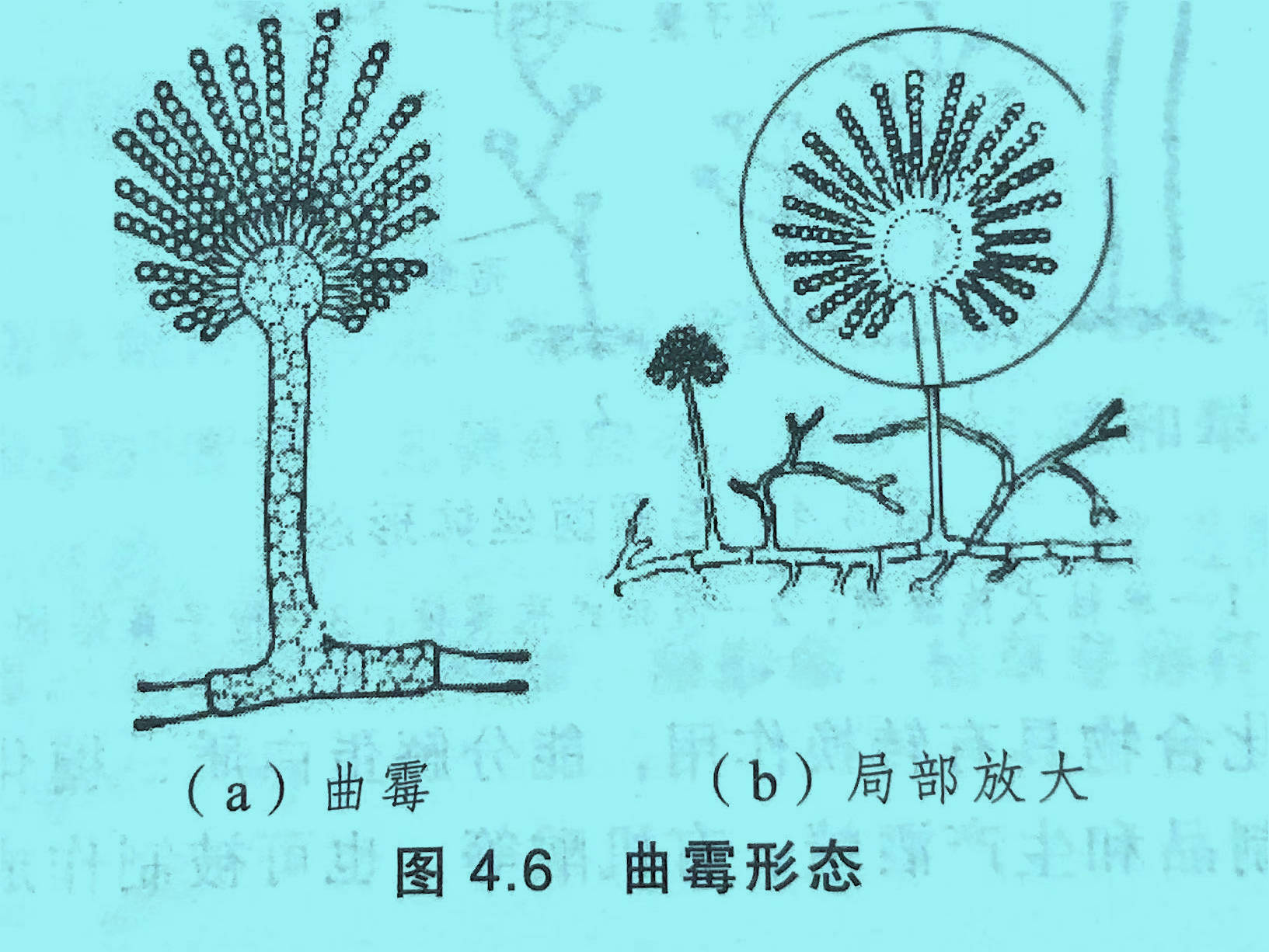 白酒酿造历史_白酒历史酿造过程_白酒酿酒历史