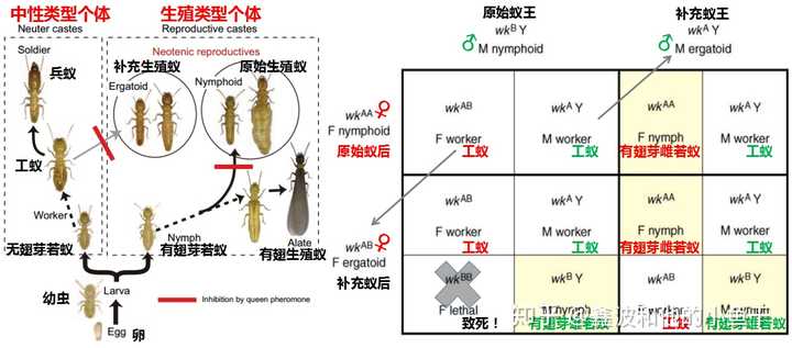 蜜蜂行为学_蜜蜂的社会行为_蜜蜂的社会群体