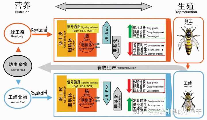 蜜蜂的社会群体_蜜蜂的社会行为_蜜蜂行为学