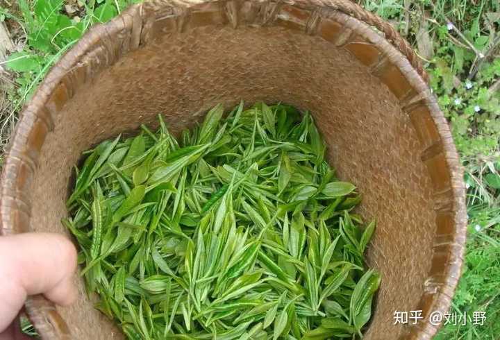 中国十大历史名茶_中国历史名茶排行_中国历代名茶