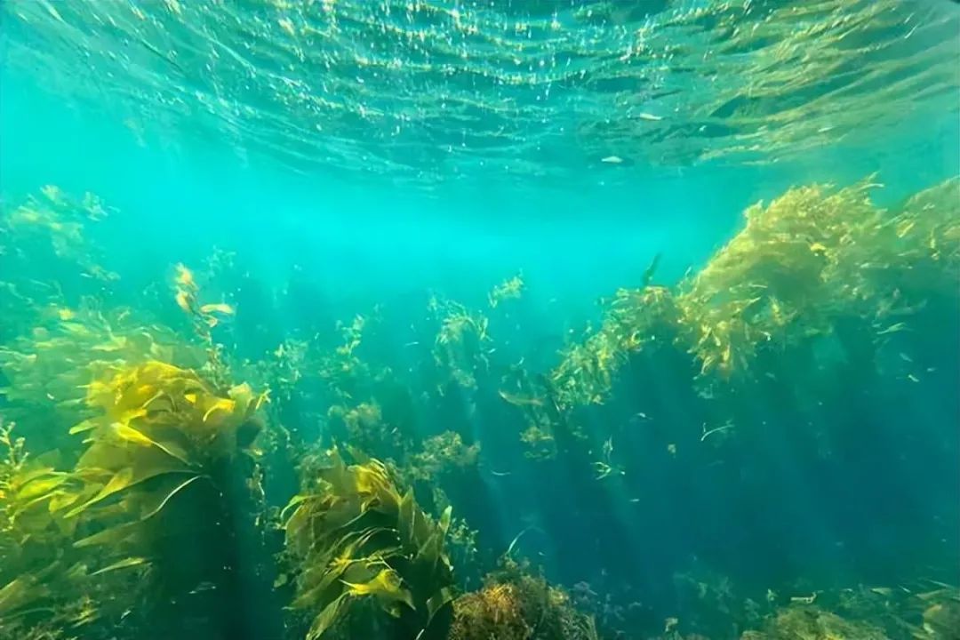 人类探究海洋_探索海洋的人_人类探索海洋的历史