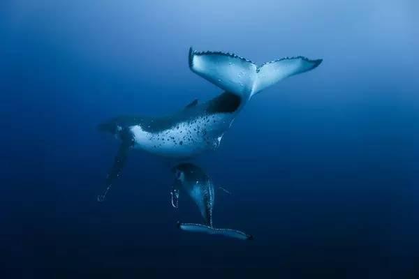 地球海洋人类探索了多少_人类探究海洋_人类探索海洋的历史