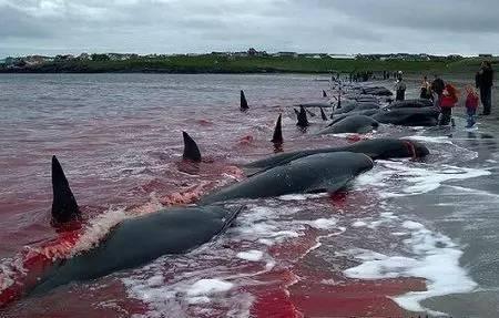 人类探索海洋的历史_地球海洋人类探索了多少_人类探究海洋