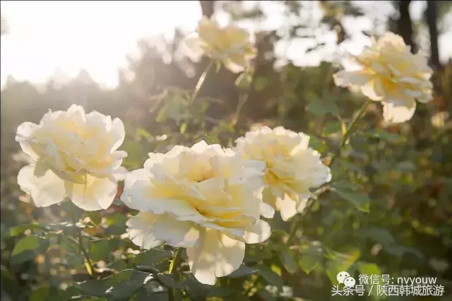 韩城文史公园灯光秀_韩城国际灯光艺术节_韩城文史公园