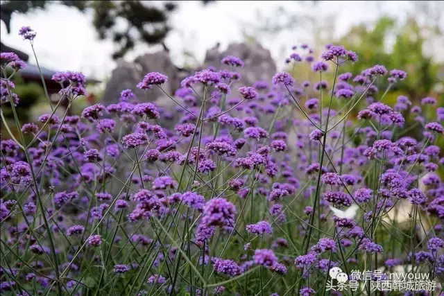 韩城文史公园_韩城国际灯光艺术节_韩城文史公园灯光秀