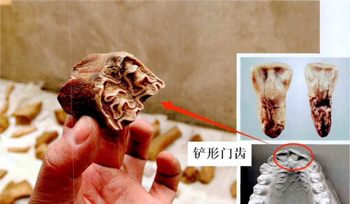 北京人的发现对于研究古人类什么的历史具有_北京古人类研究所_在北京发现的古人类