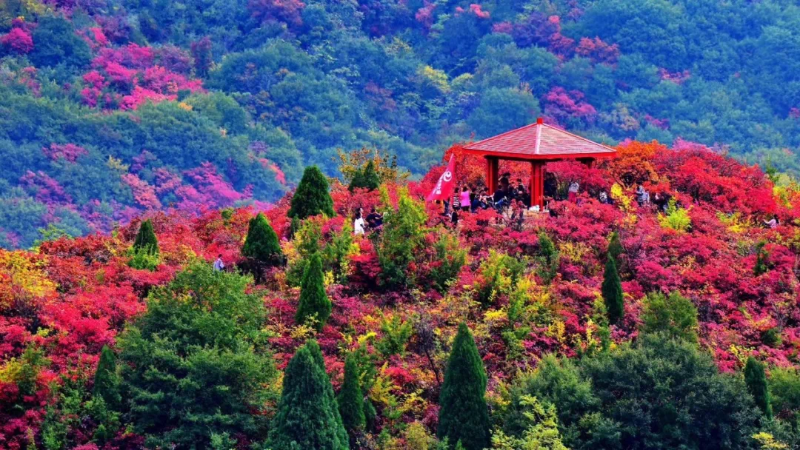 赶紧出发！韩城这几处自驾旅行打卡地 每一处都是绝美秋色！（图）