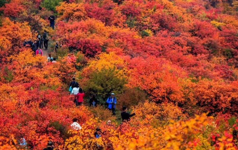 赶紧出发！韩城这几处自驾旅行打卡地 每一处都是绝美秋色！（图）