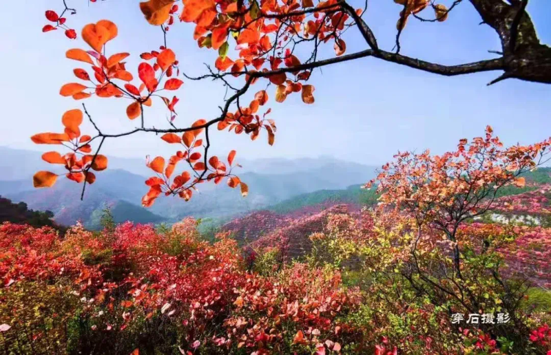 赶紧出发！韩城这几处自驾旅行打卡地 每一处都是绝美秋色！（图）