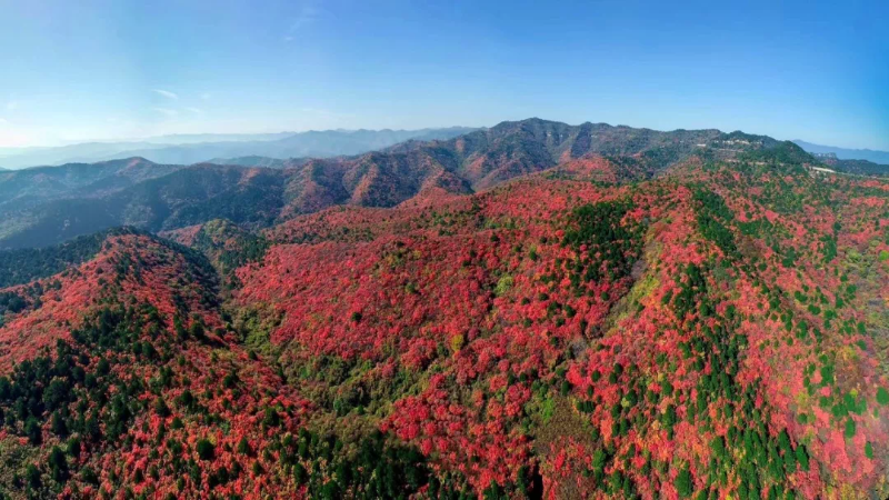 赶紧出发！韩城这几处自驾旅行打卡地 每一处都是绝美秋色！（图）