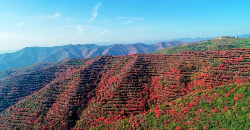 赶紧出发！韩城这几处自驾旅行打卡地 每一处都是绝美秋色！（图）