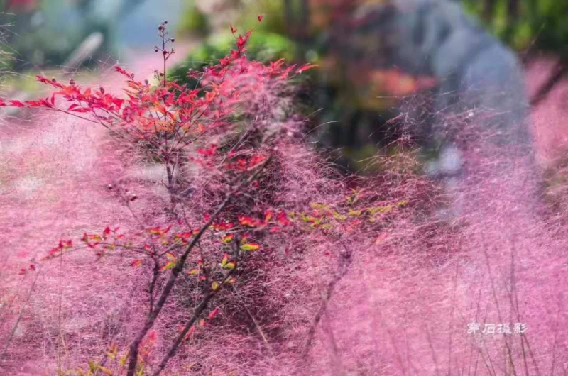 赶紧出发！韩城这几处自驾旅行打卡地 每一处都是绝美秋色！（图）