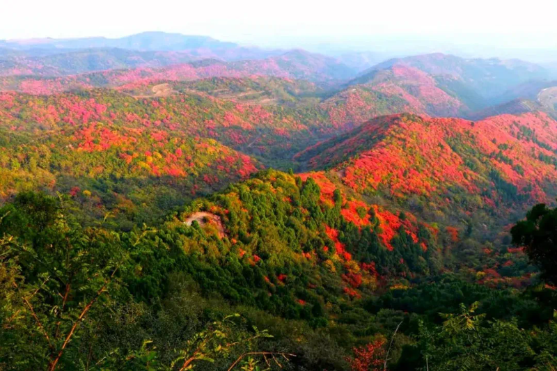 赶紧出发！韩城这几处自驾旅行打卡地 每一处都是绝美秋色！（图）