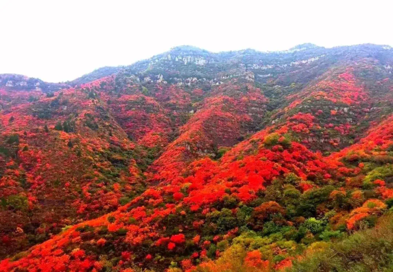 赶紧出发！韩城这几处自驾旅行打卡地 每一处都是绝美秋色！（图）